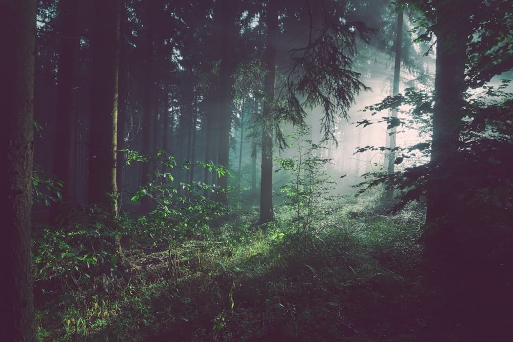 Aokigahara Forest Japan - haunted sea of trees