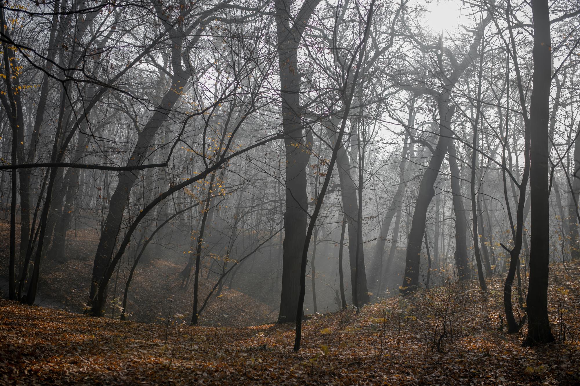 foggy haunted woods and paranormal travel